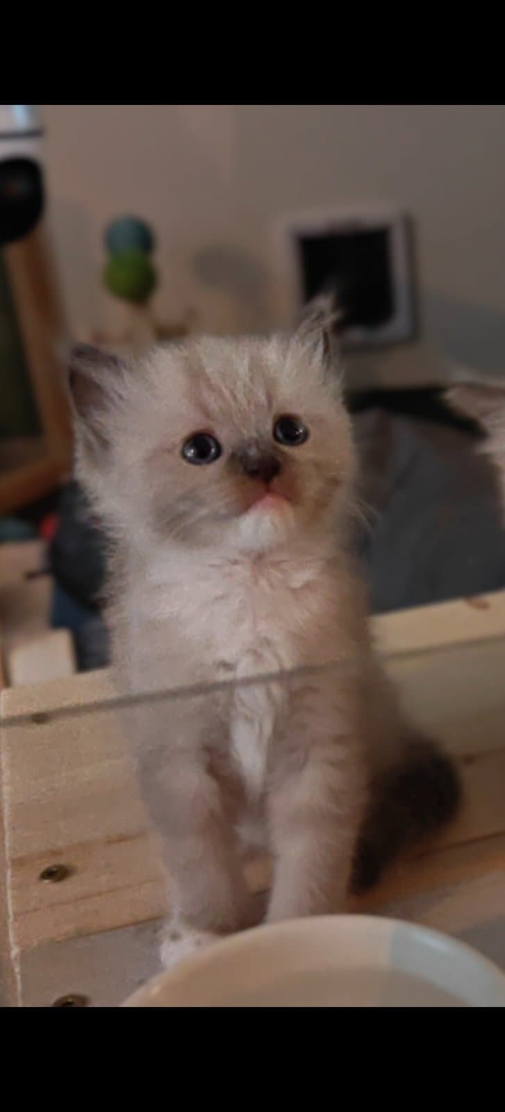 Olly