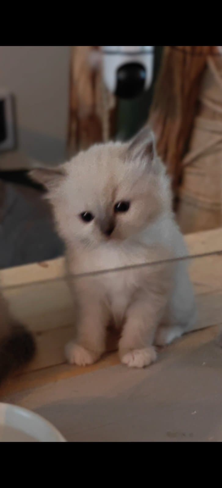 Nugget