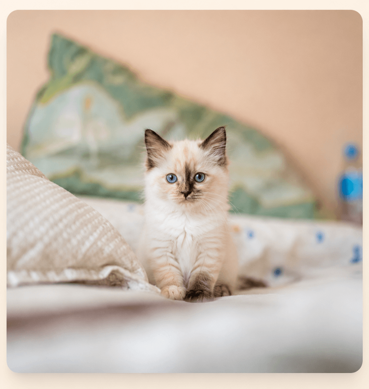 Tortie Point kitten