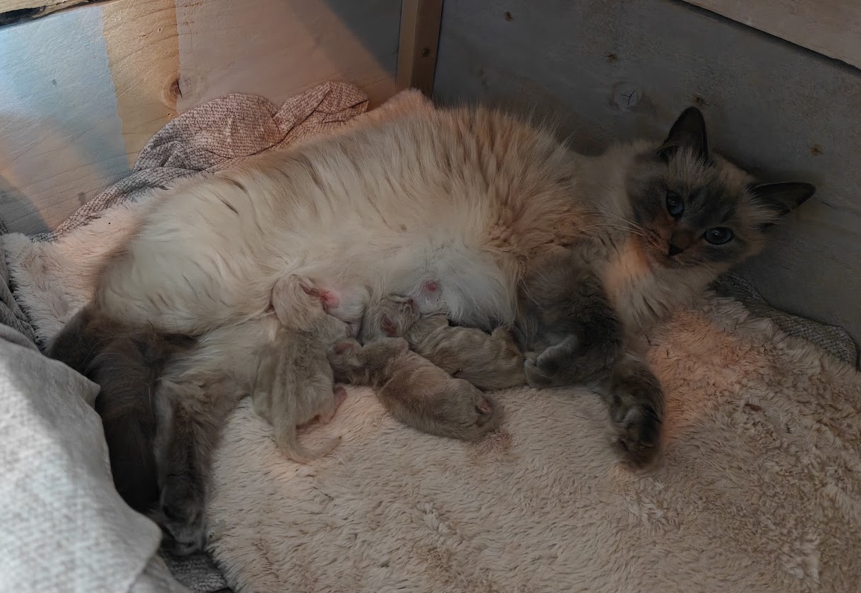 Nala's eerste Nest