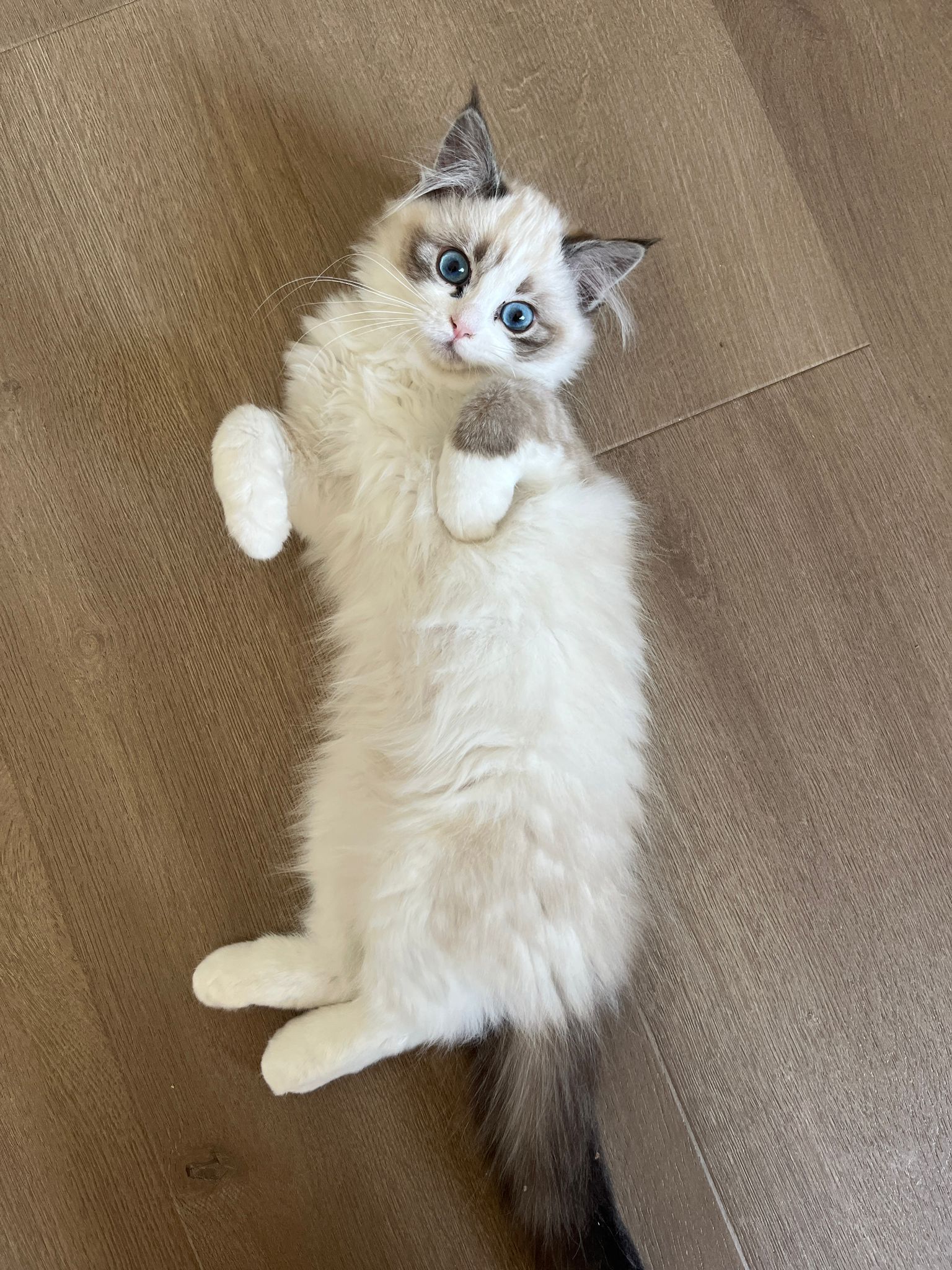 Poppy